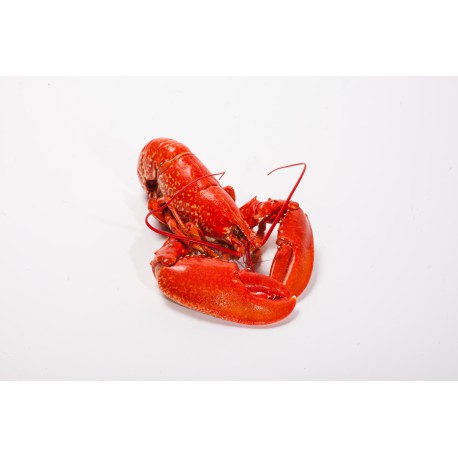 Homard Breton calibre 800 gr./1 kilo (la pièce)